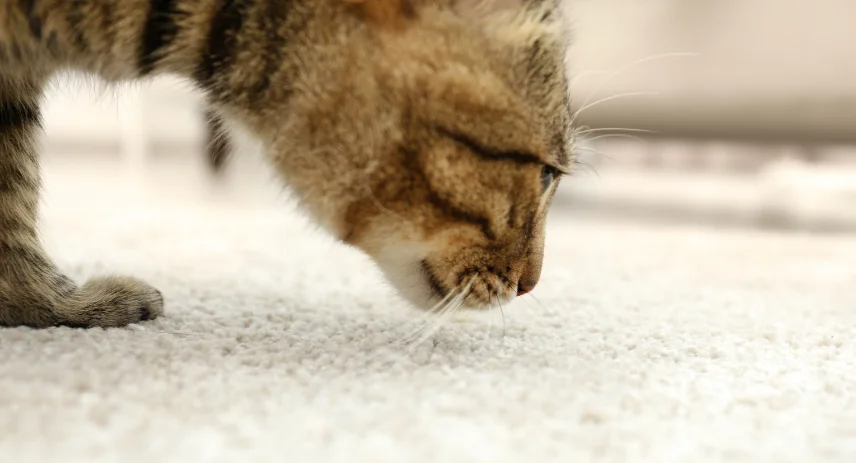 How to Remove Odor From Carpet A Definitive Guide for Homes